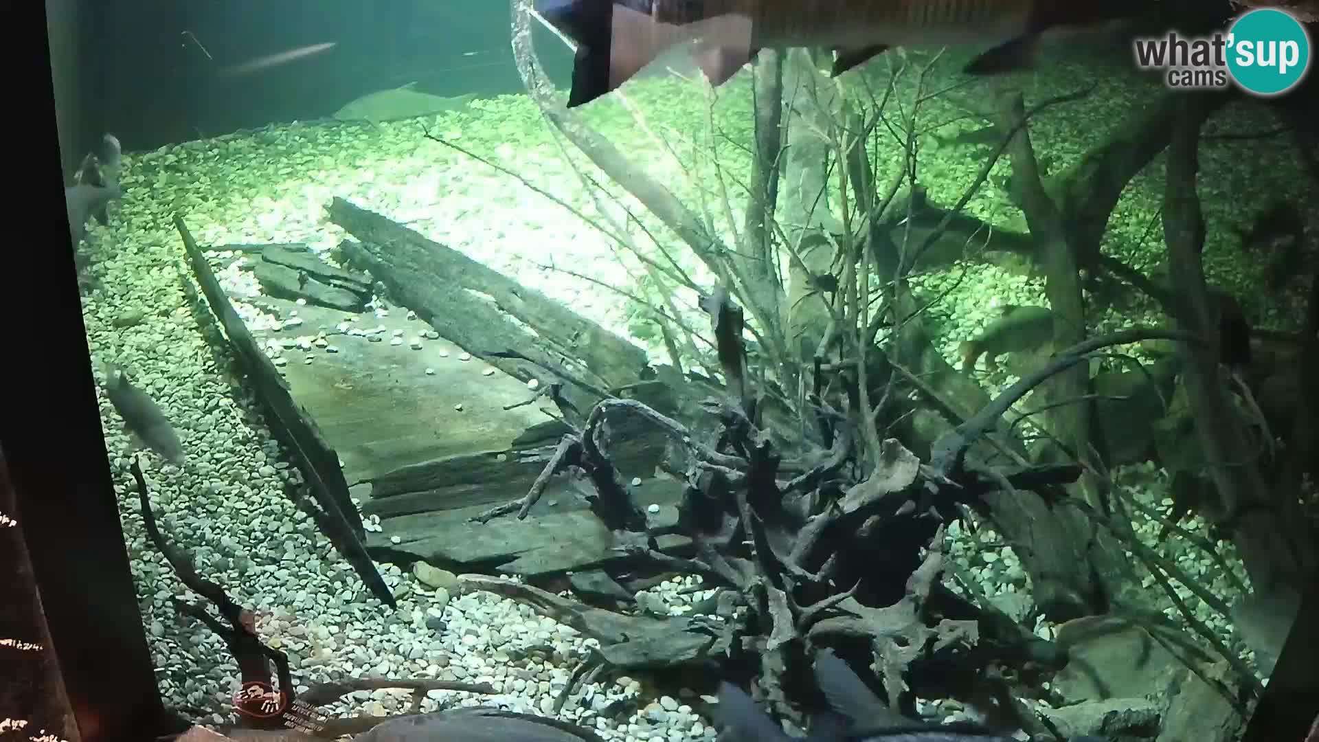 AQUATIKA Karlovac – Aquarium d&rsquo;eau douce live cam