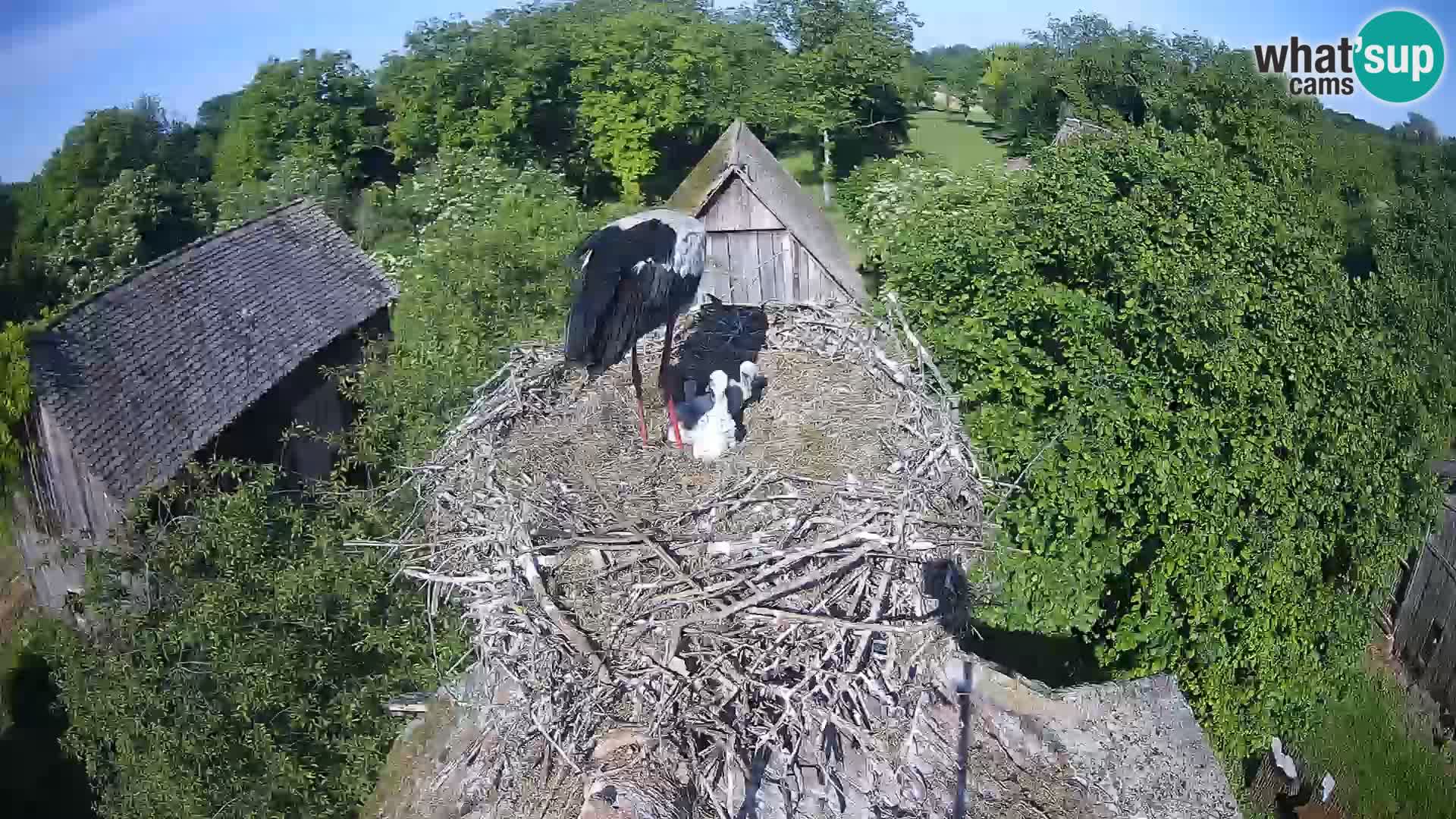 Live webcam European stork village – Lonjsko polje Nature Park