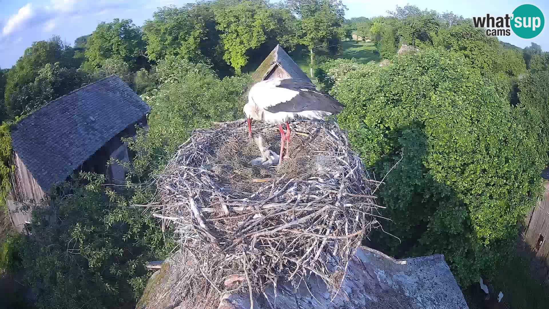 Pueblo europeo de cigüeñas camera en vivo Parque Natural Lonjsko polje