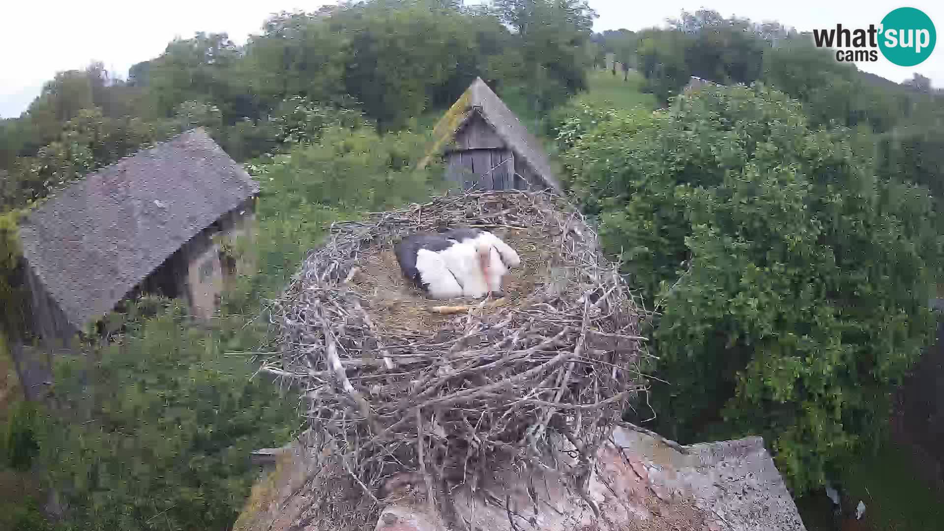 Village européen de cigognes webcam Parc naturel de Lonjsko polje