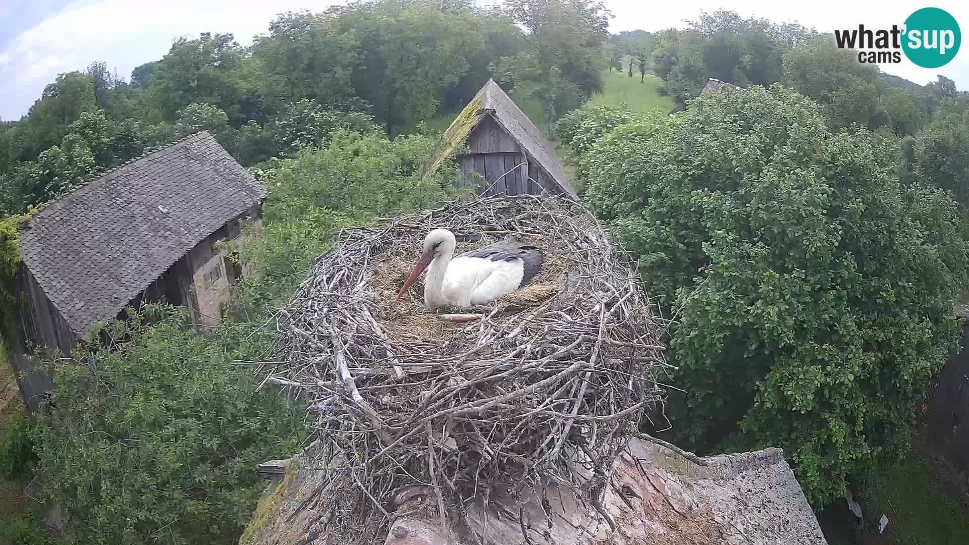 Live webcam European stork village – Lonjsko polje Nature Park