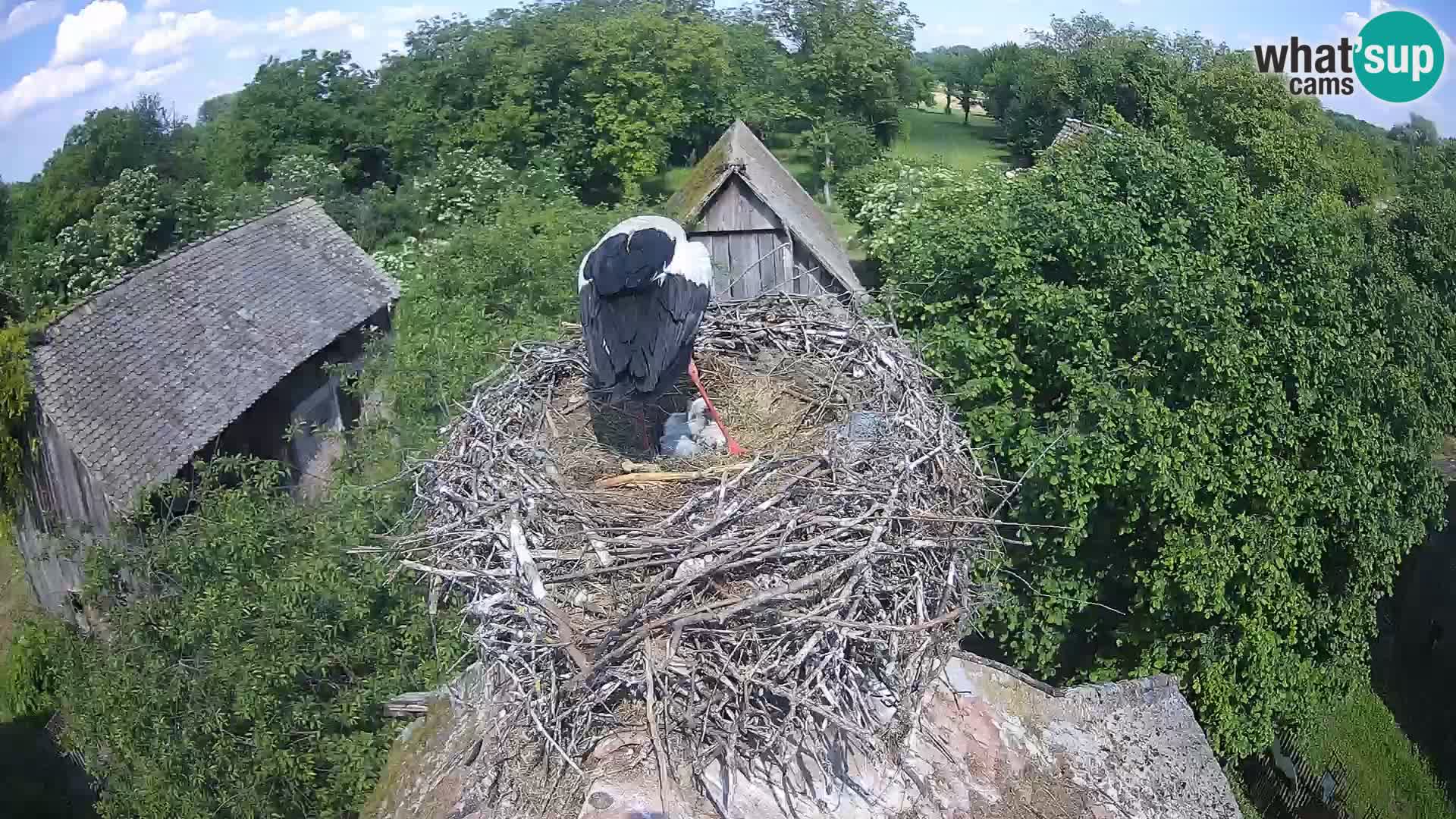 Live webcam European stork village – Lonjsko polje Nature Park