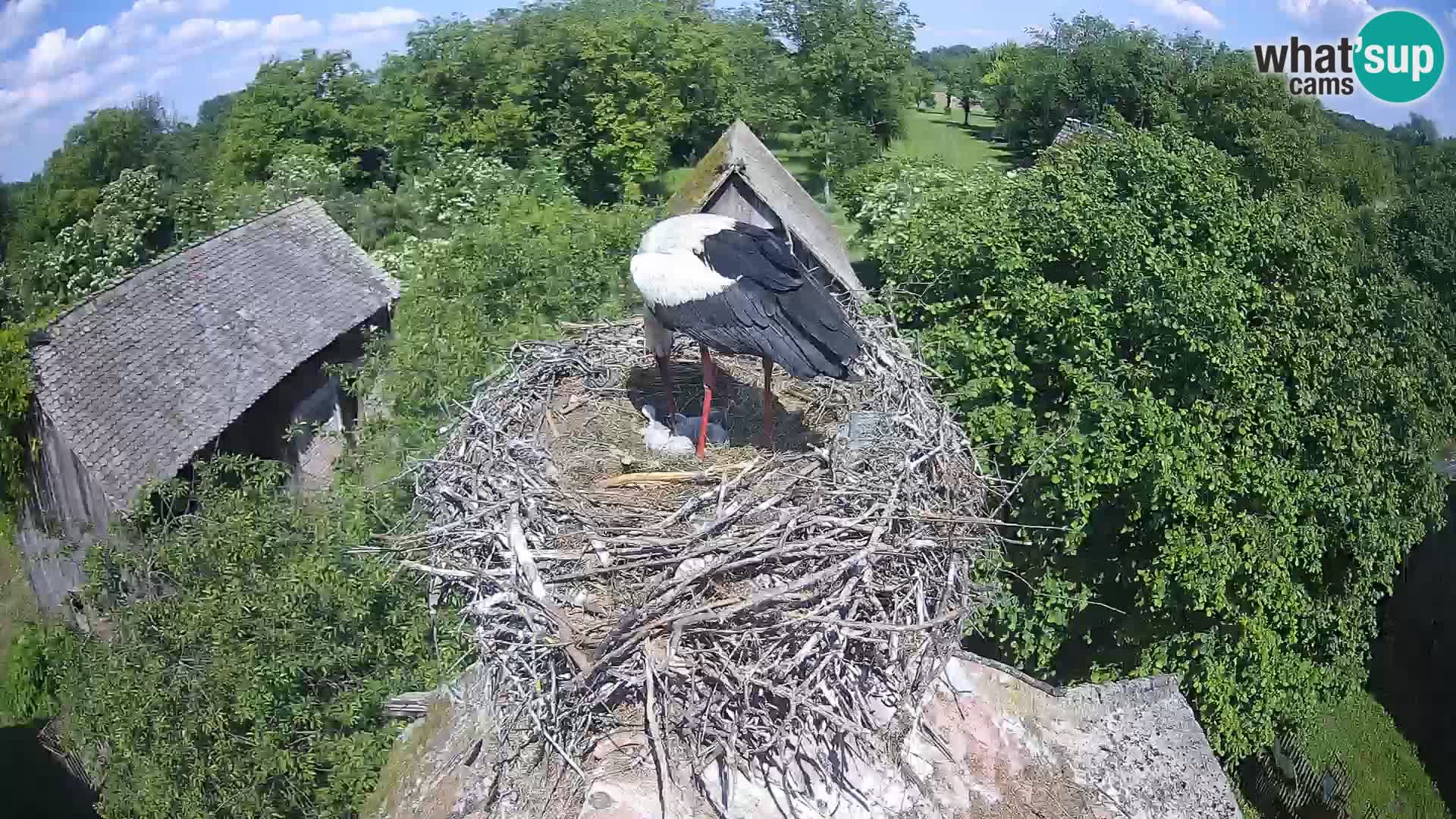 U živo Europsko selo roda – Park prirode Lonjsko polje