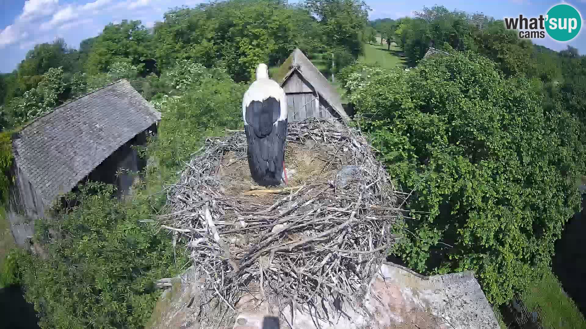 U živo Europsko selo roda – Park prirode Lonjsko polje