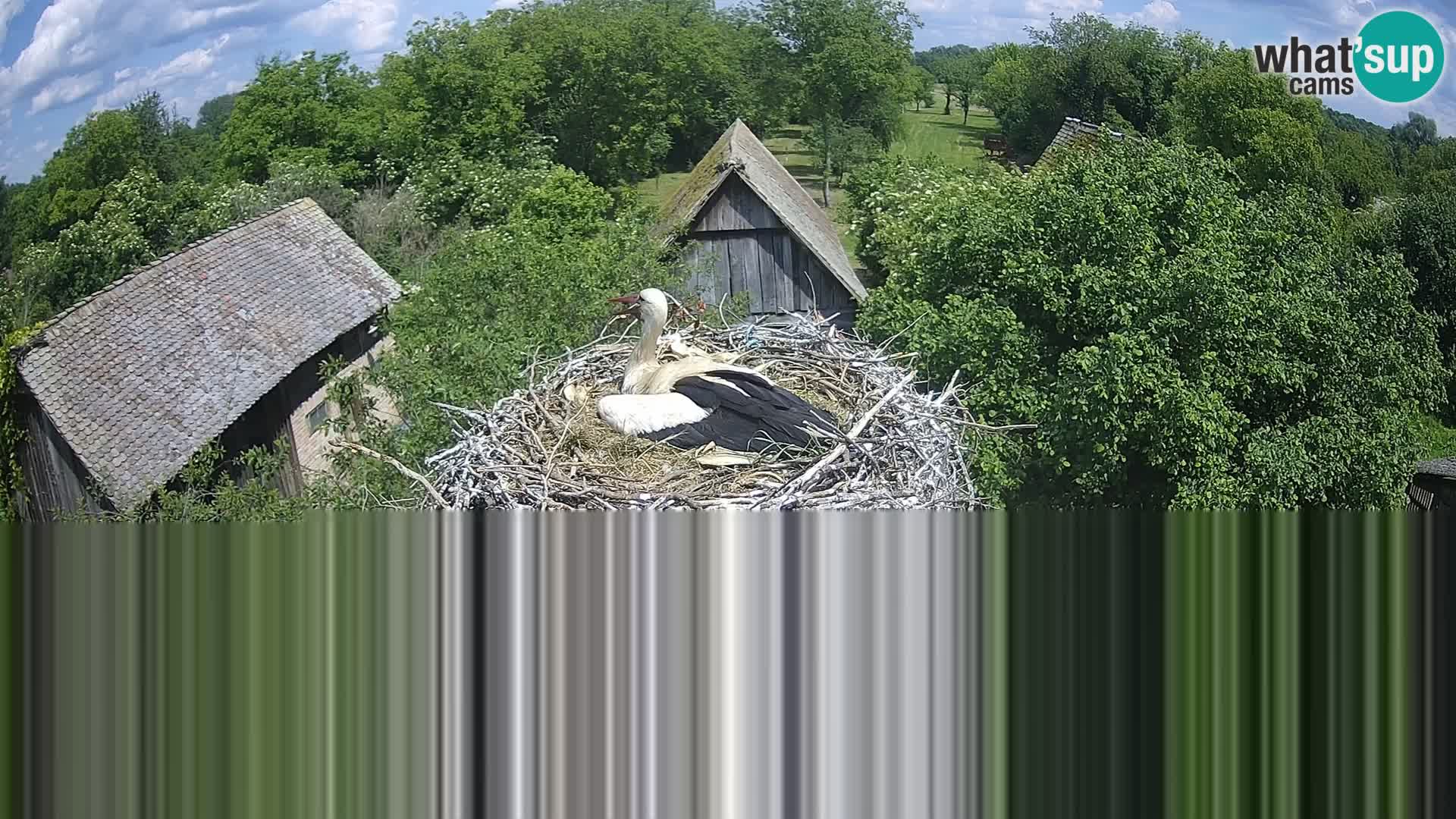 Evropska vas štorklje – Krajinski park Lonjsko polje spletna kamera