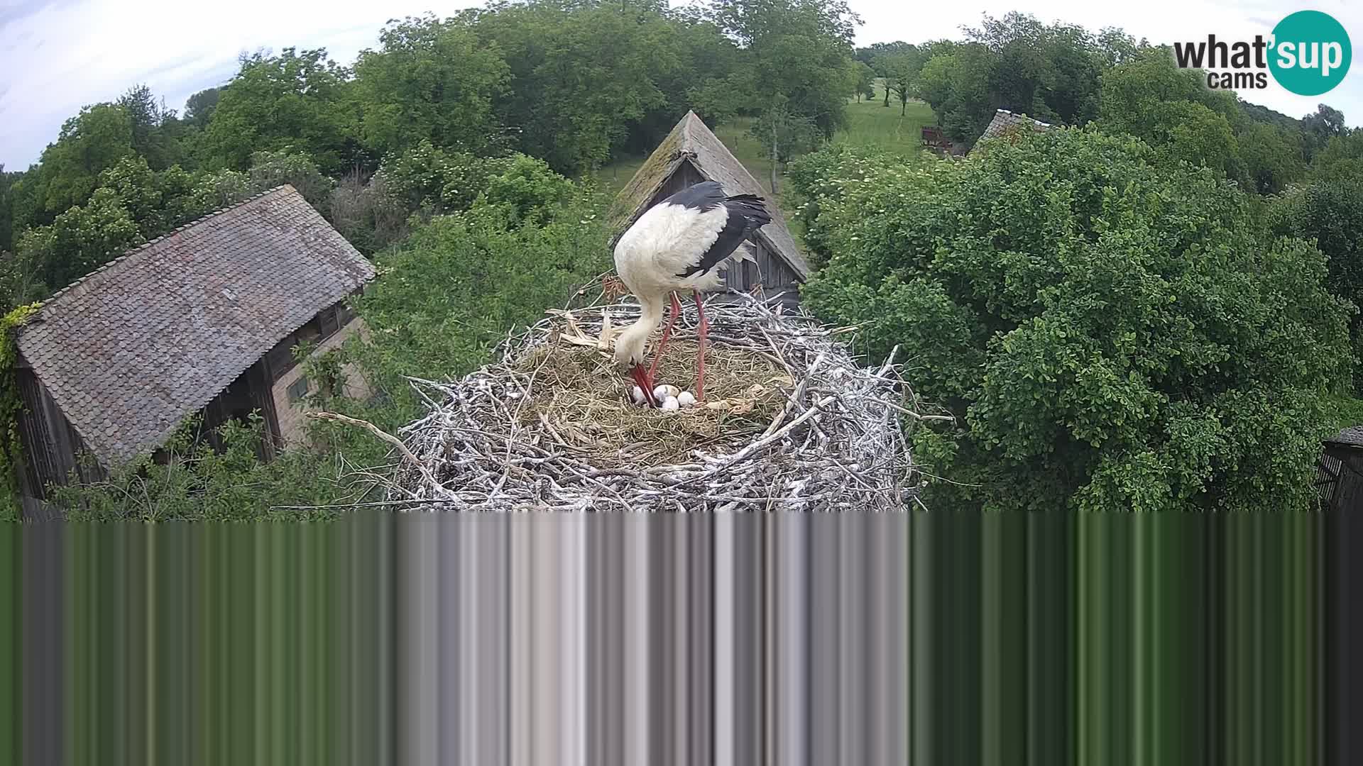 Webcam Europäisches Storchendorf – Naturpark Lonjsko polje