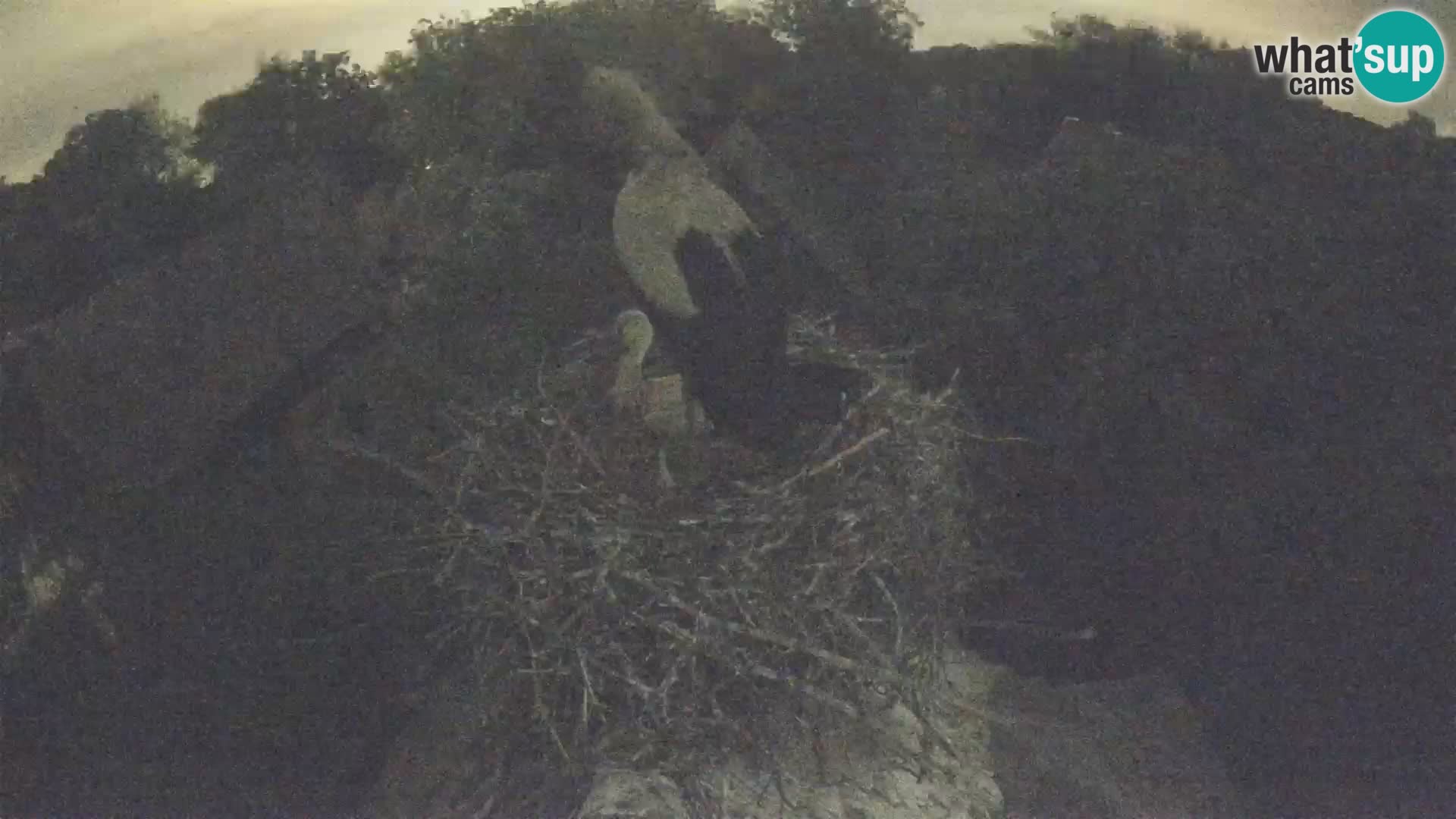Pueblo europeo de cigüeñas camera en vivo Parque Natural Lonjsko polje