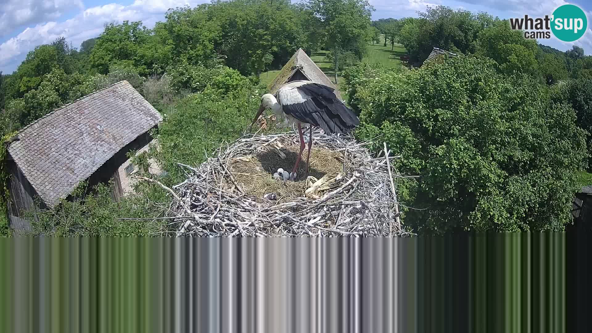 Evropska vas štorklje – Krajinski park Lonjsko polje spletna kamera