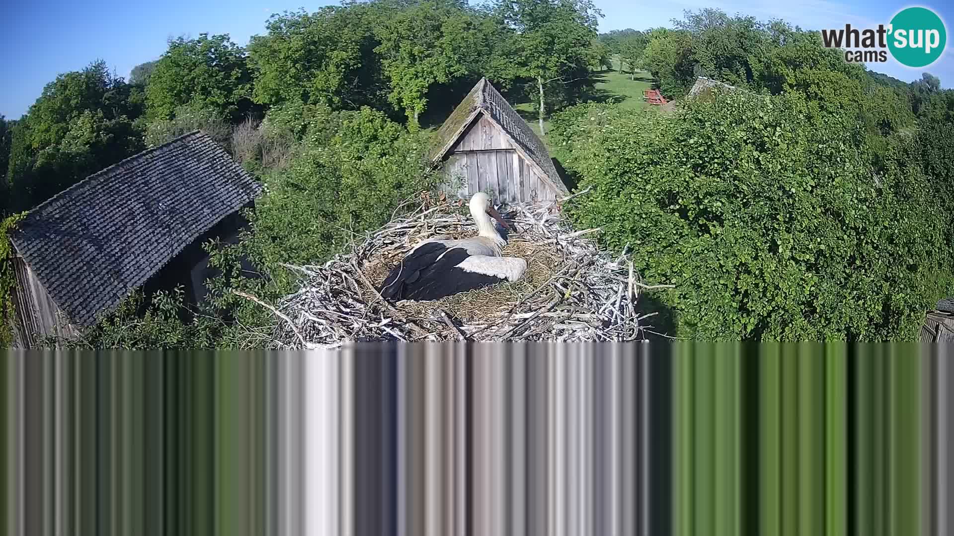 Villaggio delle cicogne europee webcam Parco naturale di Lonjsko polje