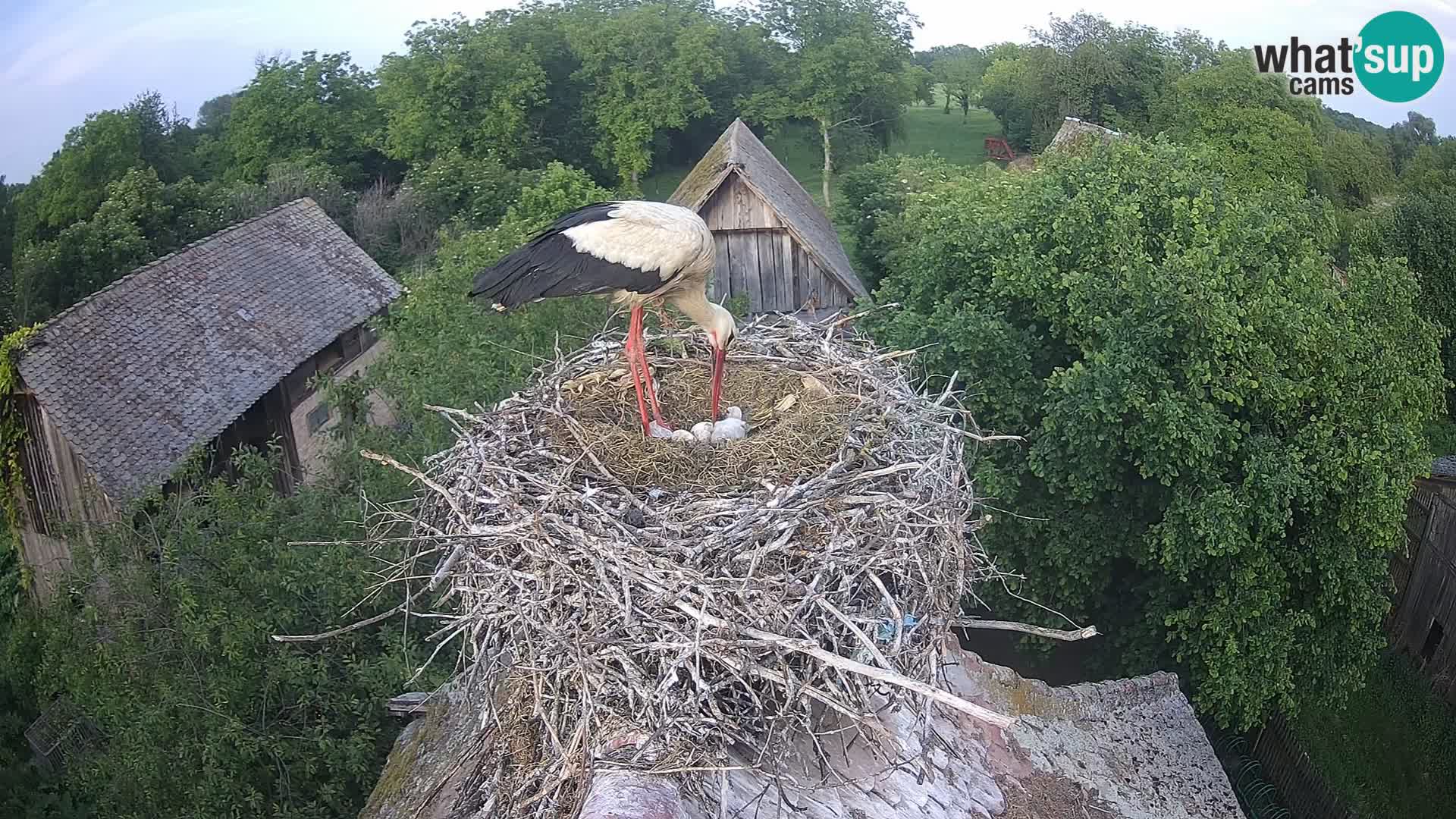 Village européen de cigognes webcam Parc naturel de Lonjsko polje