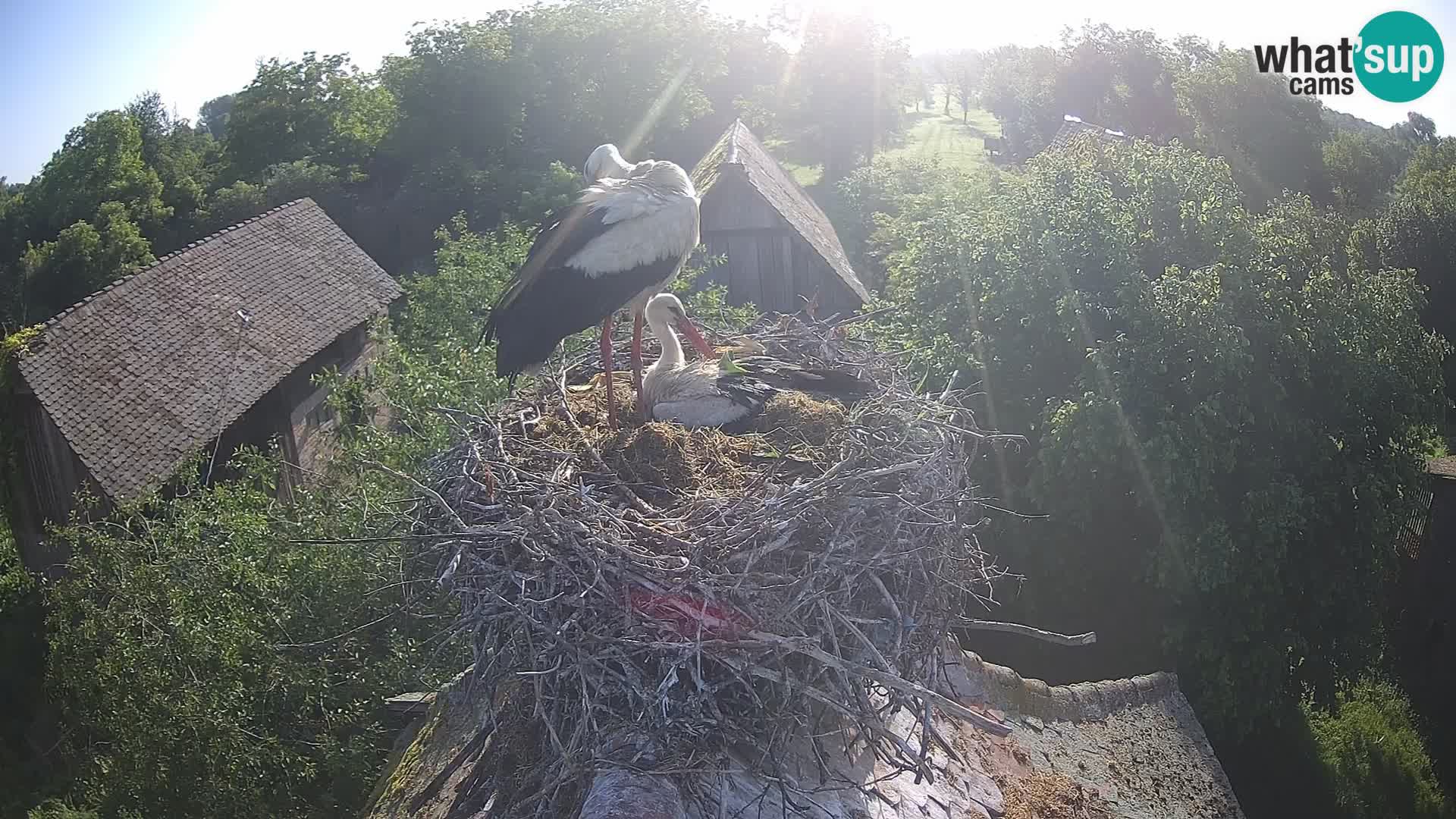 Live webcam European stork village – Lonjsko polje Nature Park
