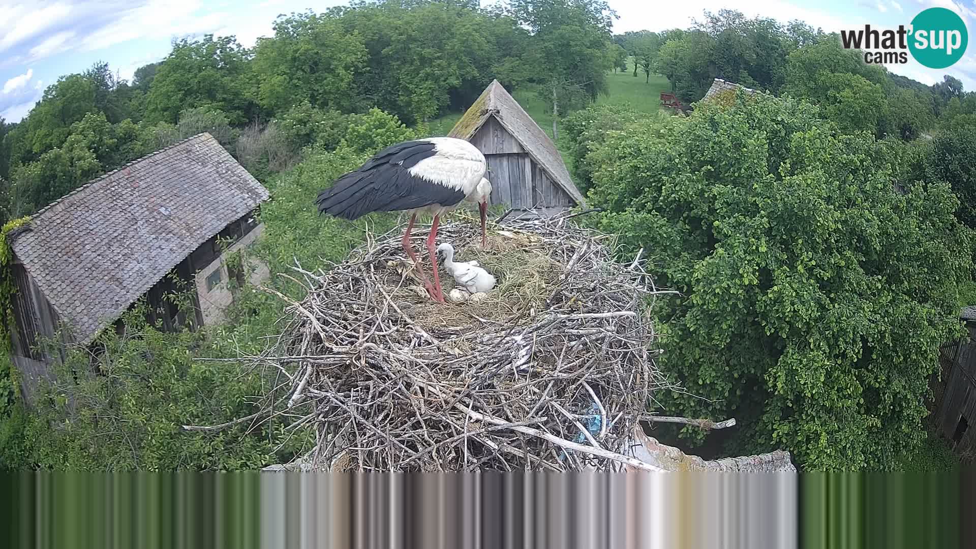Villaggio delle cicogne europee webcam Parco naturale di Lonjsko polje