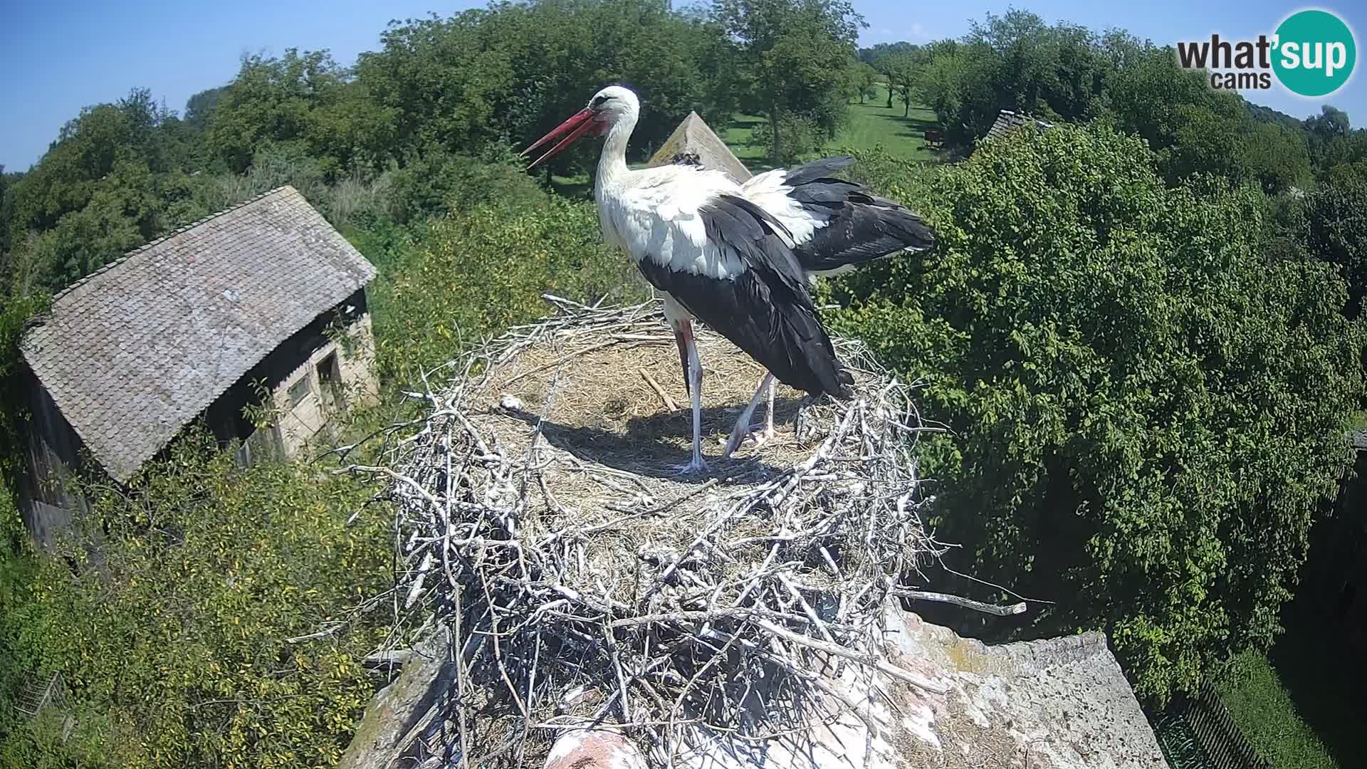 Live webcam European stork village – Lonjsko polje Nature Park