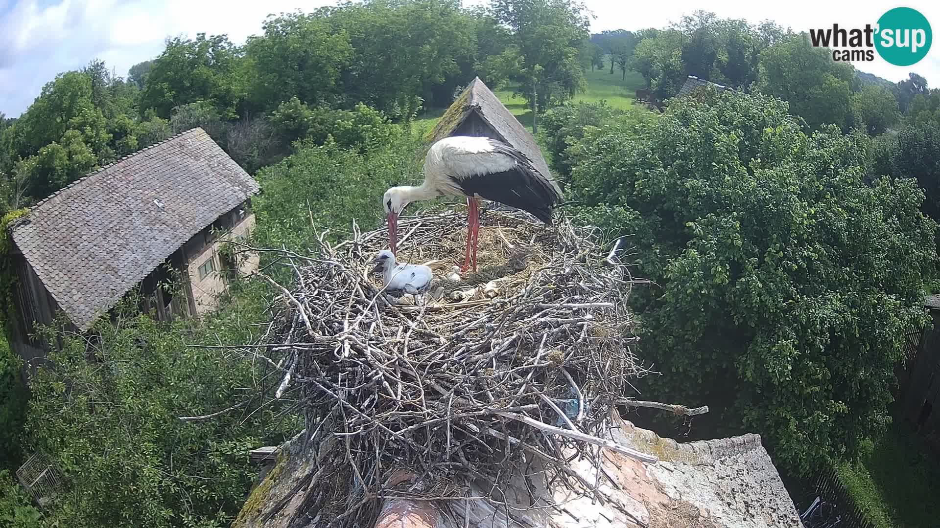 Village européen de cigognes webcam Parc naturel de Lonjsko polje