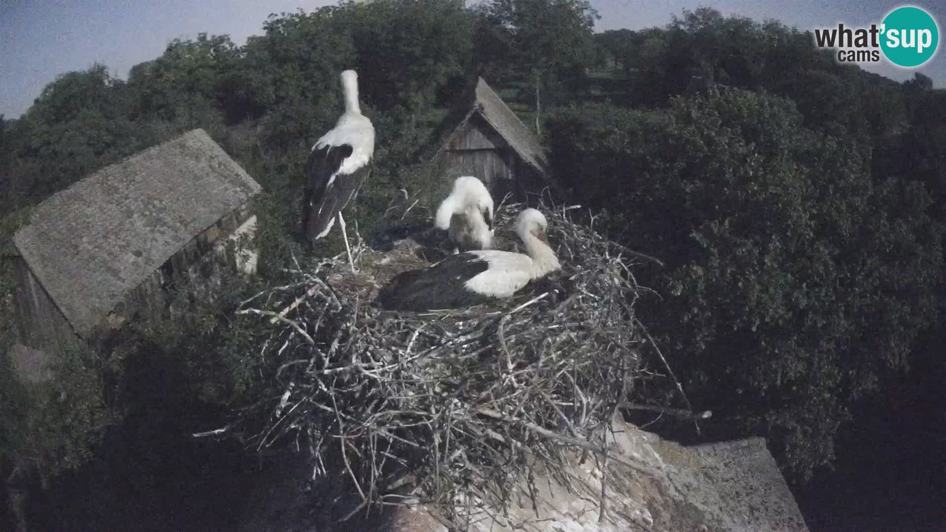 Pueblo europeo de cigüeñas camera en vivo Parque Natural Lonjsko polje