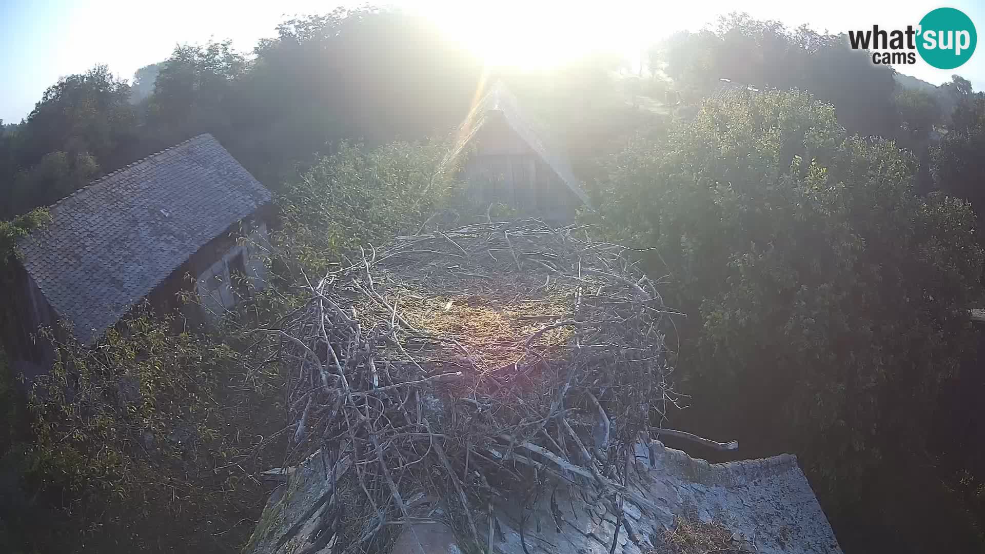 Evropska vas štorklje – Krajinski park Lonjsko polje spletna kamera