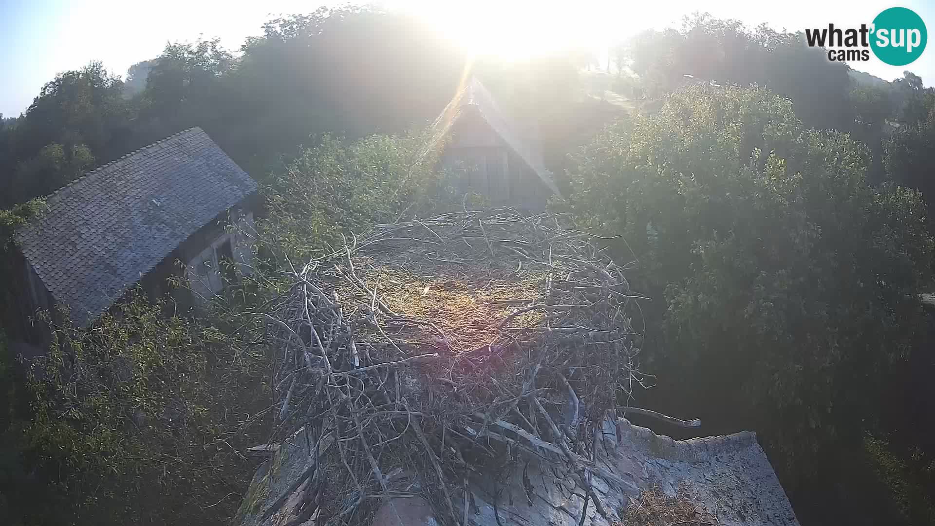 Villaggio delle cicogne europee webcam Parco naturale di Lonjsko polje