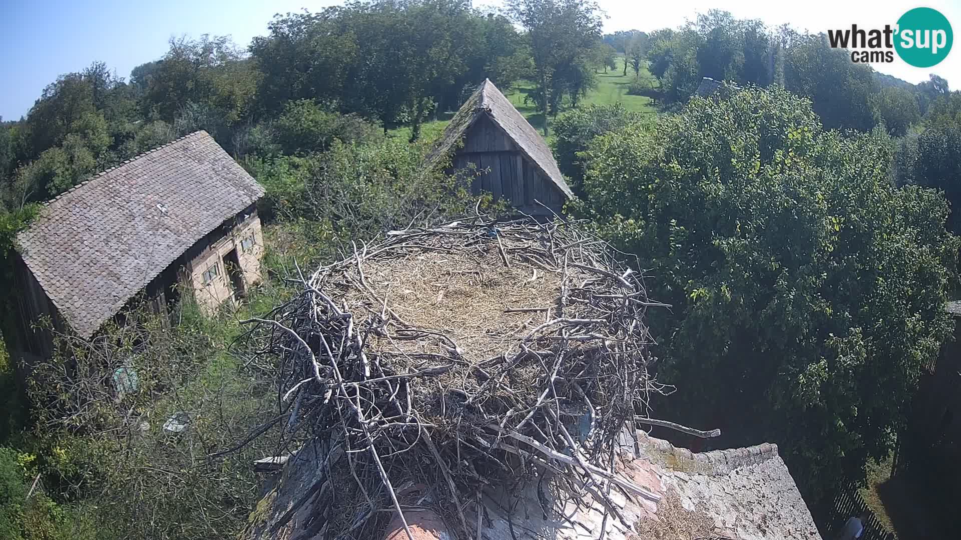 Pueblo europeo de cigüeñas camera en vivo Parque Natural Lonjsko polje