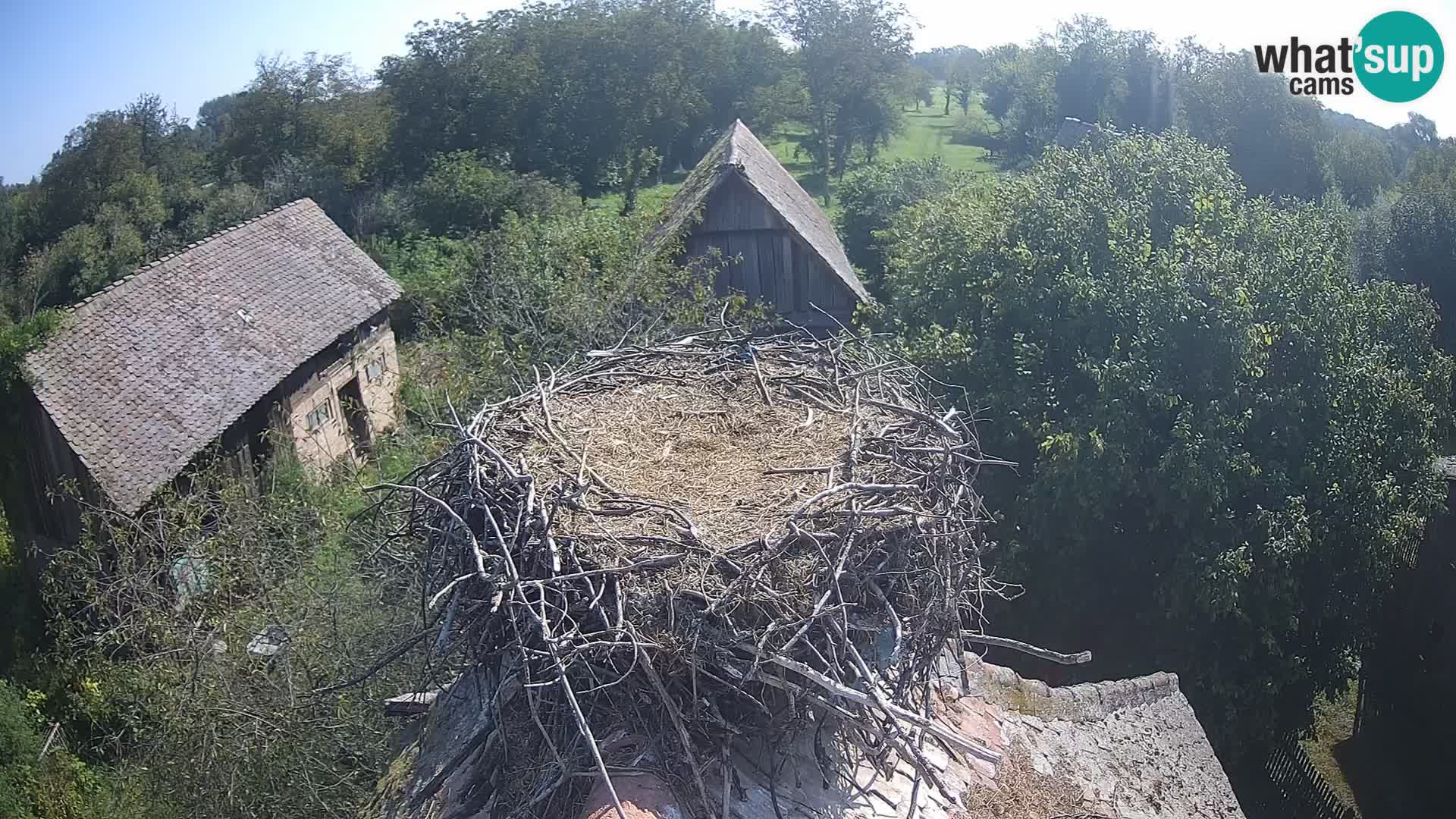 U živo Europsko selo roda – Park prirode Lonjsko polje