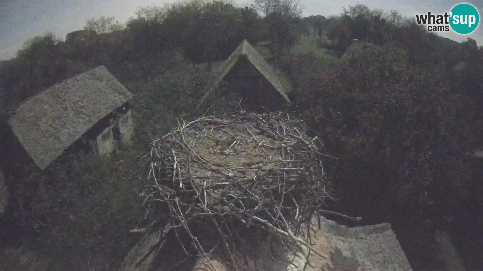 Pueblo europeo de cigüeñas camera en vivo Parque Natural Lonjsko polje