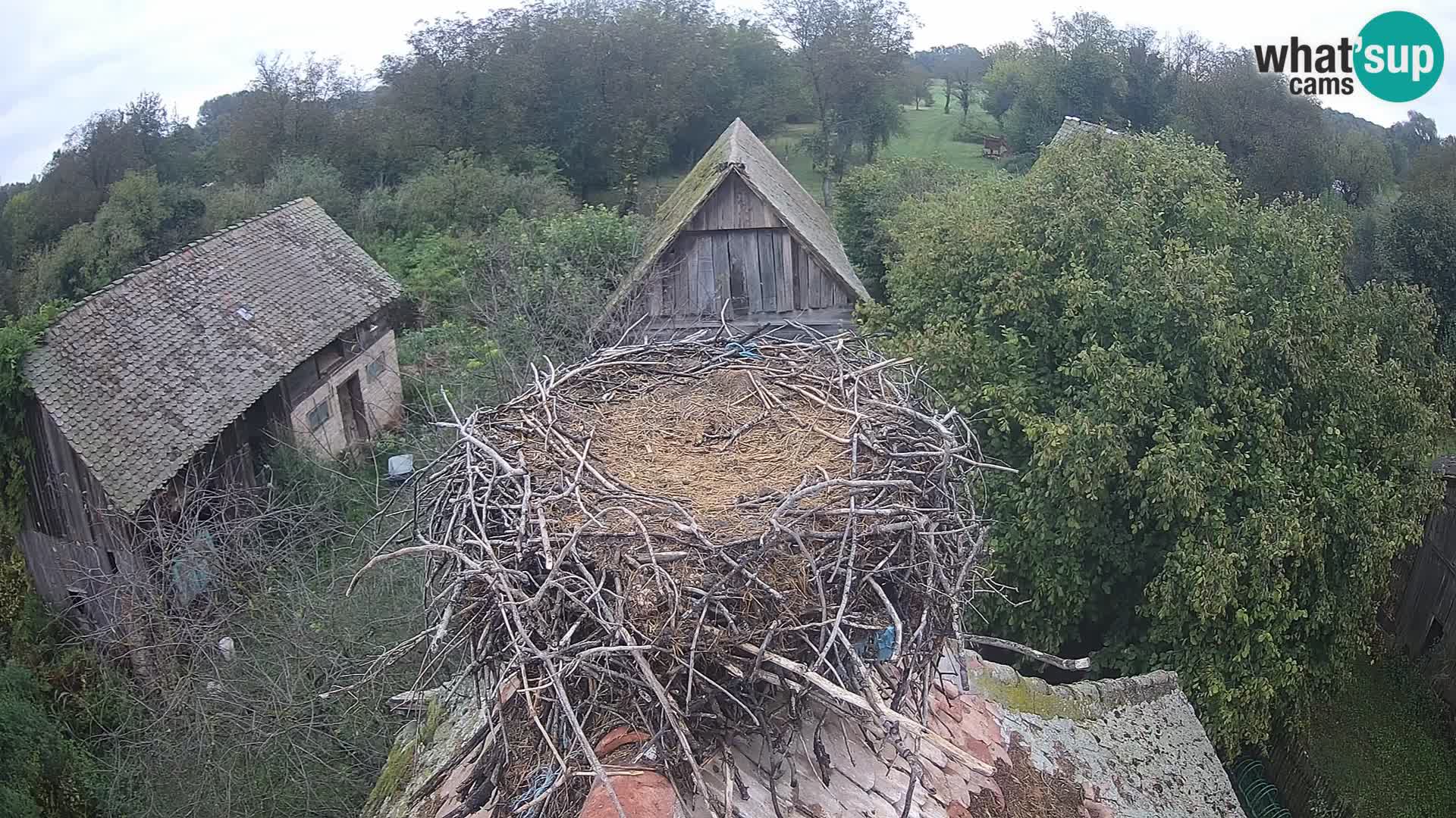 Pueblo europeo de cigüeñas camera en vivo Parque Natural Lonjsko polje