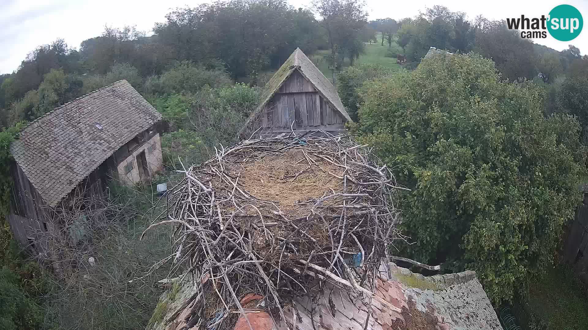 Webcam Europäisches Storchendorf – Naturpark Lonjsko polje