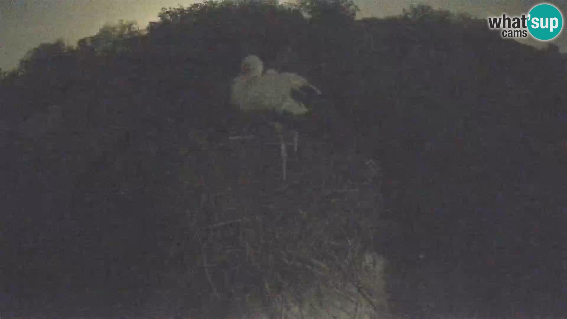 Villaggio delle cicogne europee webcam Parco naturale di Lonjsko polje