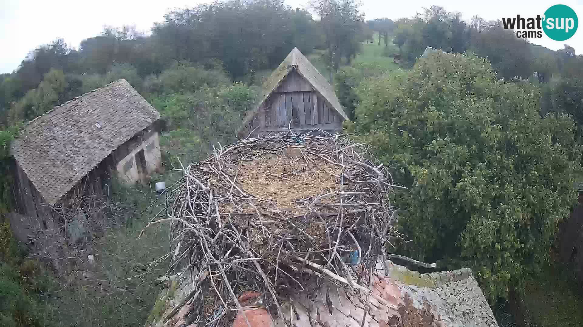 Pueblo europeo de cigüeñas camera en vivo Parque Natural Lonjsko polje