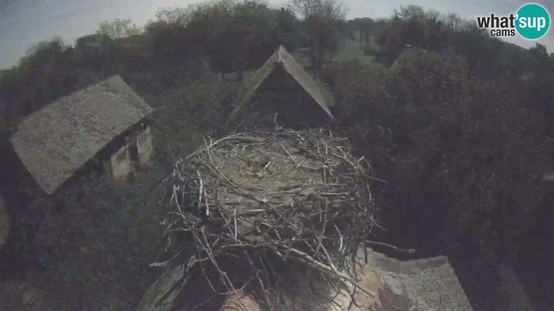 Webcam Europäisches Storchendorf – Naturpark Lonjsko polje