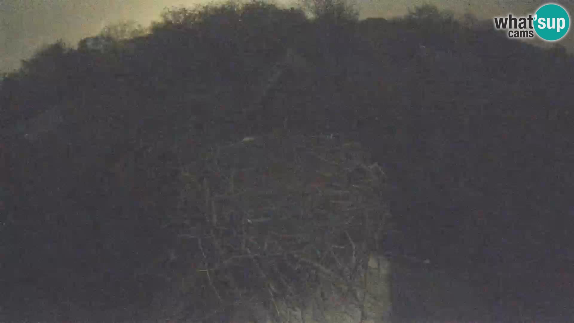 Live webcam European stork village – Lonjsko polje Nature Park