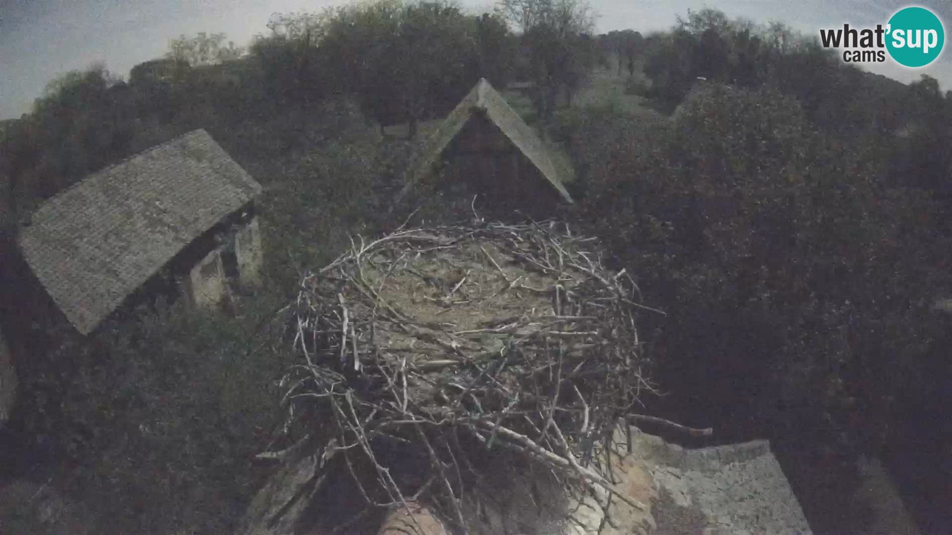 Live webcam European stork village – Lonjsko polje Nature Park