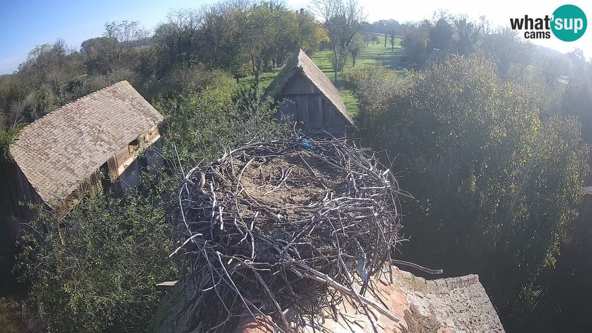 Pueblo europeo de cigüeñas camera en vivo Parque Natural Lonjsko polje