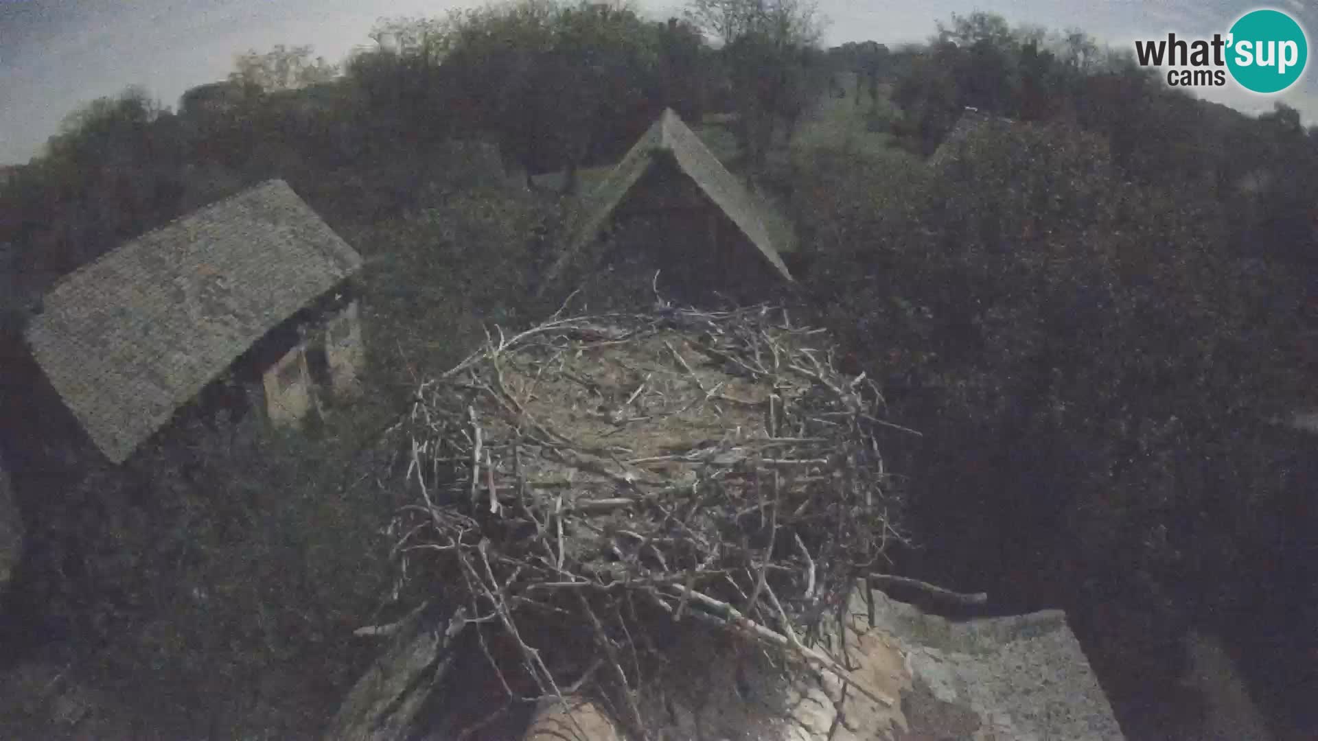 Pueblo europeo de cigüeñas camera en vivo Parque Natural Lonjsko polje