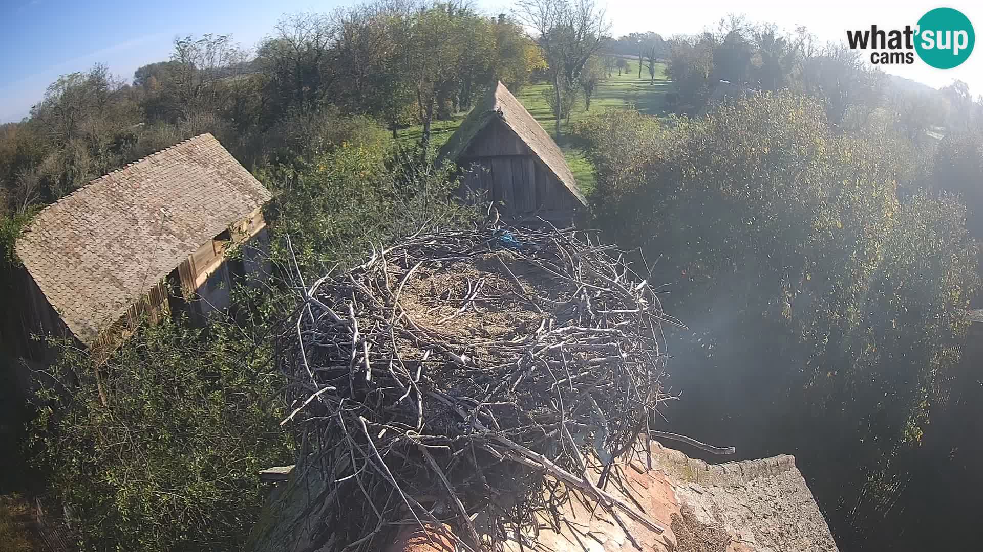 Village européen de cigognes webcam Parc naturel de Lonjsko polje