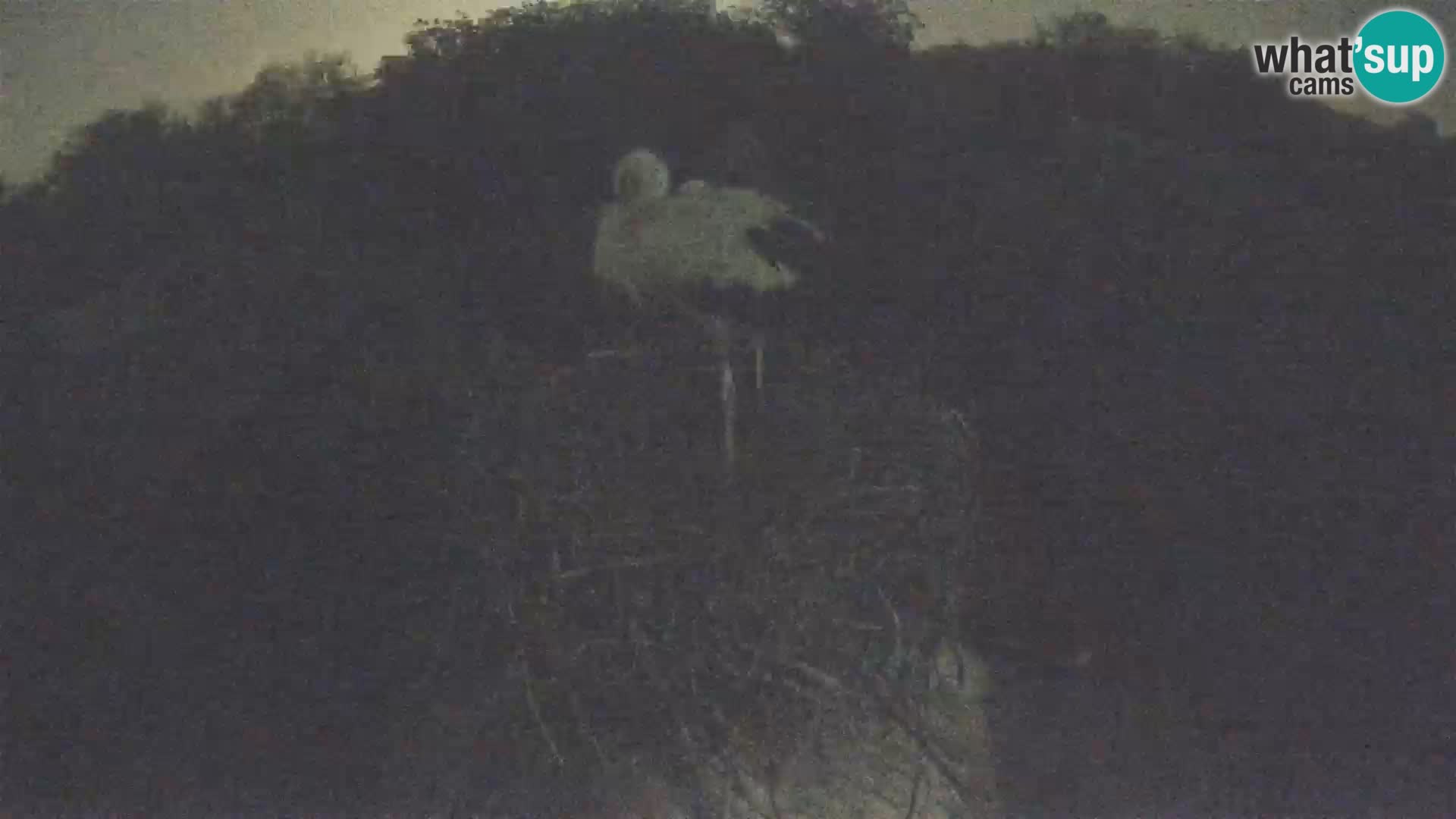 Pueblo europeo de cigüeñas camera en vivo Parque Natural Lonjsko polje