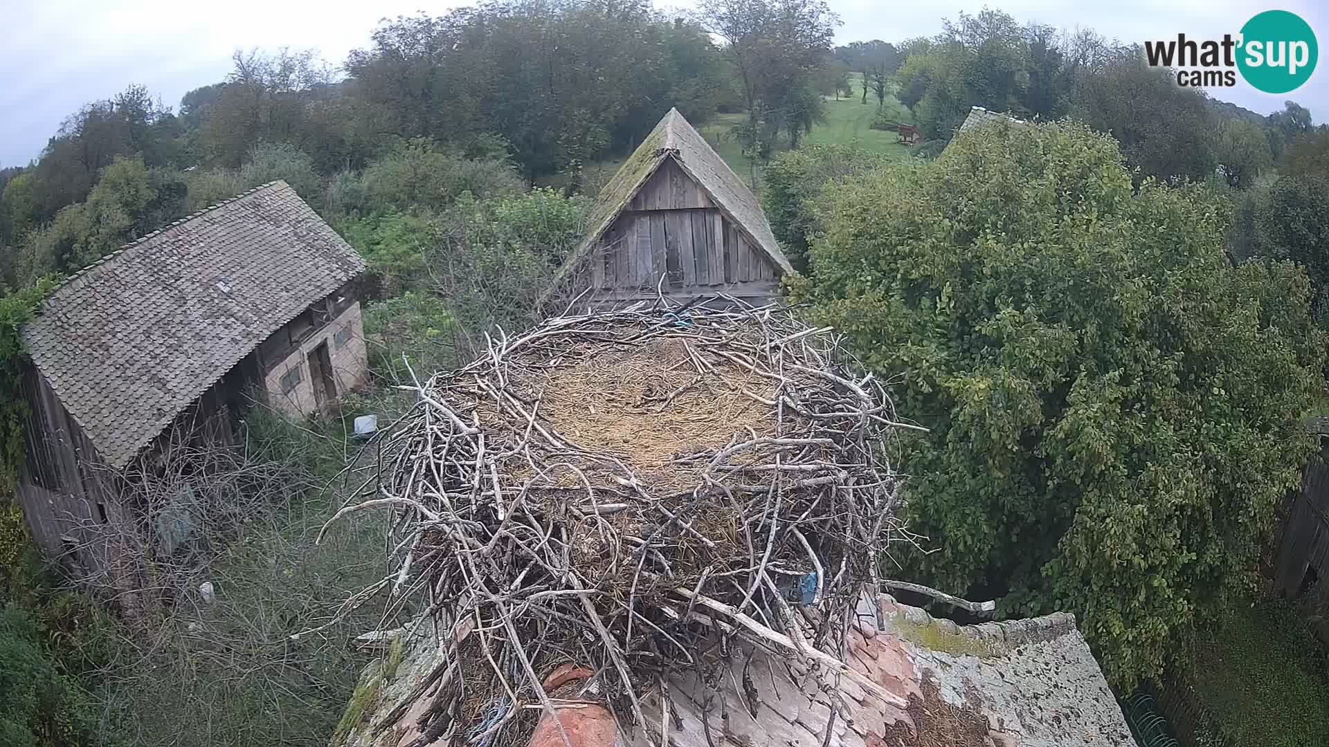 Live webcam European stork village – Lonjsko polje Nature Park