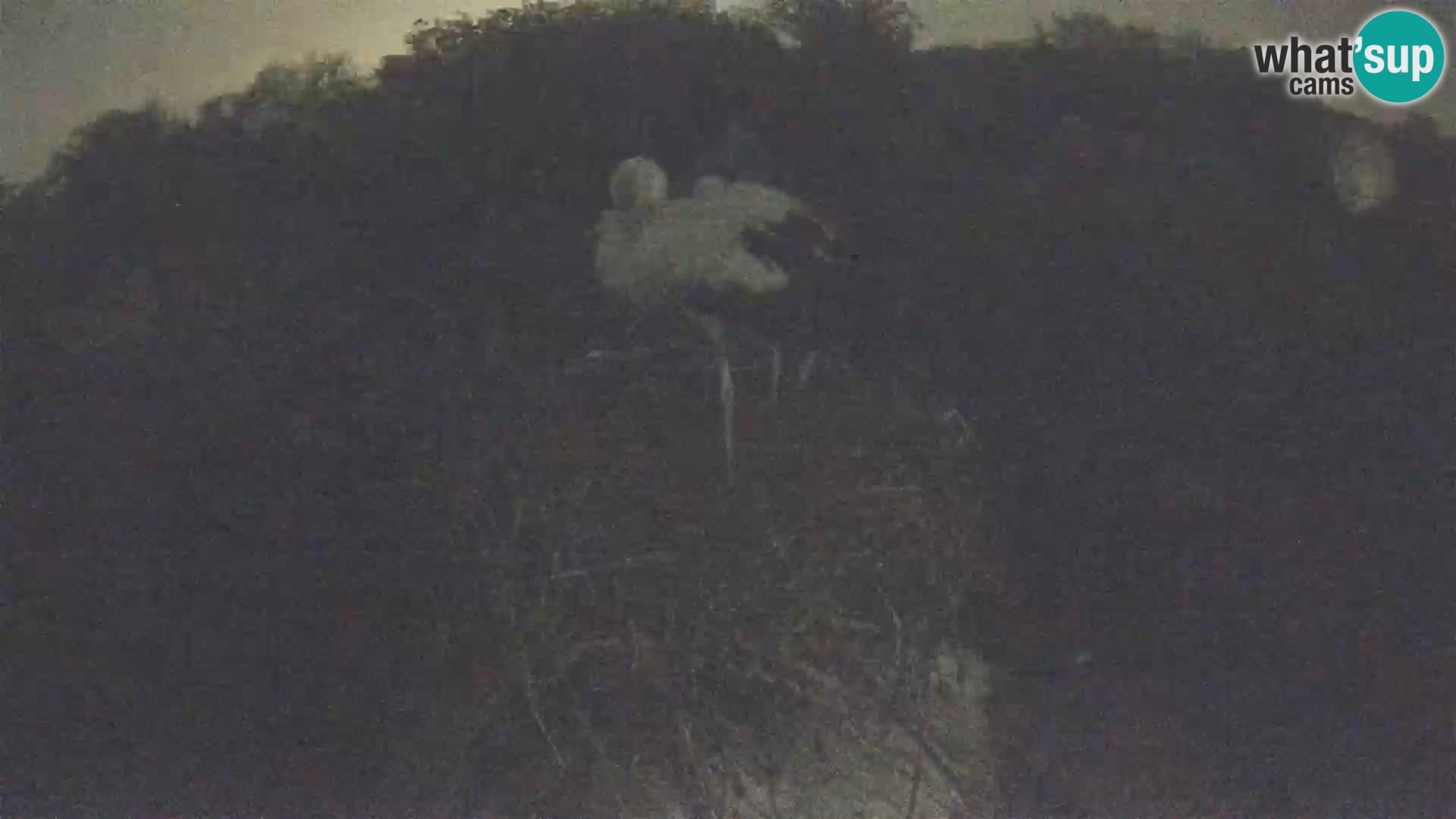 Pueblo europeo de cigüeñas camera en vivo Parque Natural Lonjsko polje