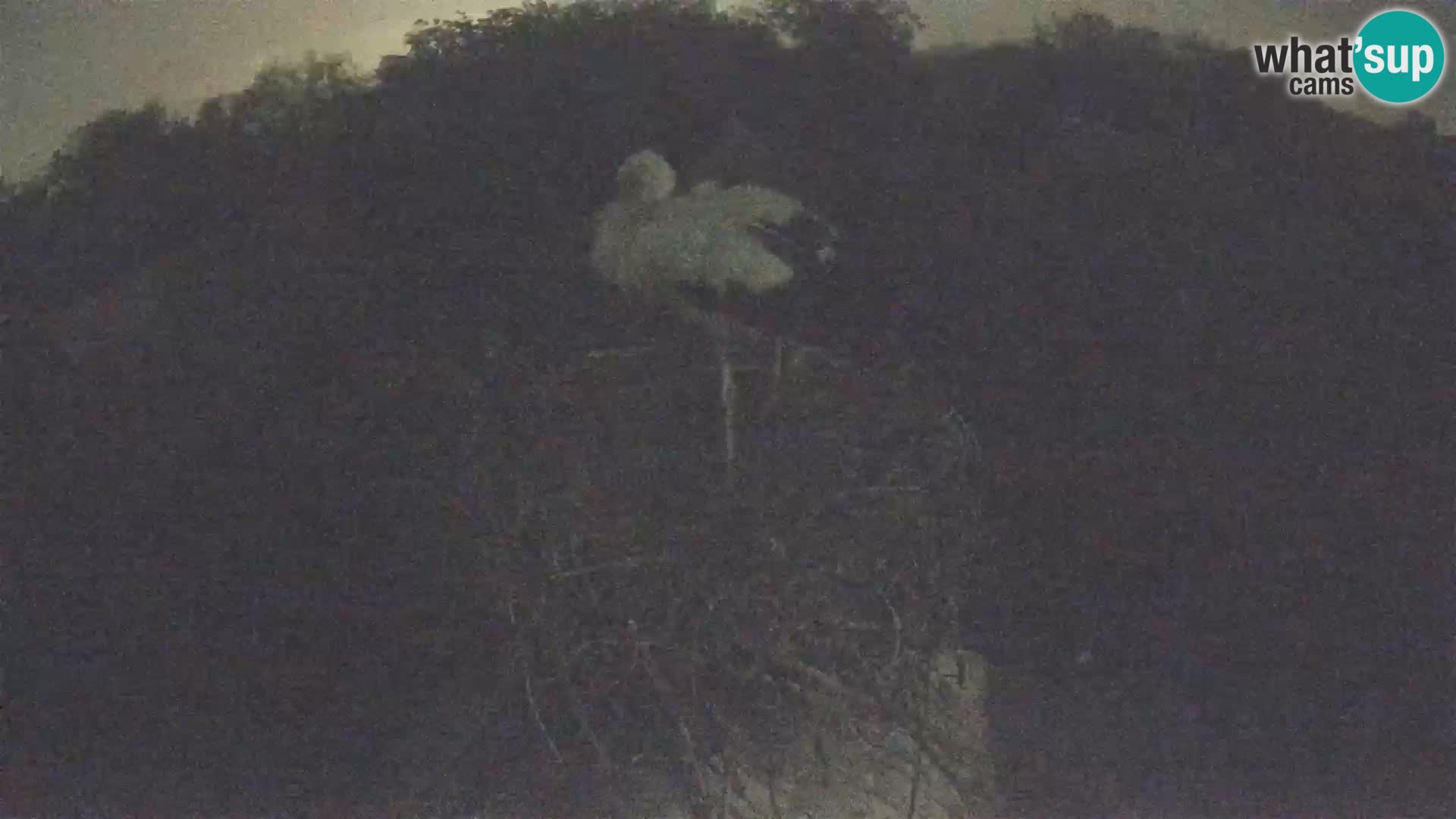 Pueblo europeo de cigüeñas camera en vivo Parque Natural Lonjsko polje