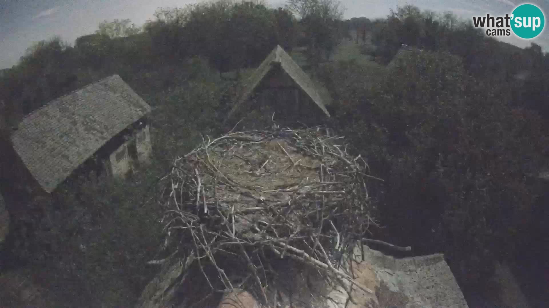 Pueblo europeo de cigüeñas camera en vivo Parque Natural Lonjsko polje