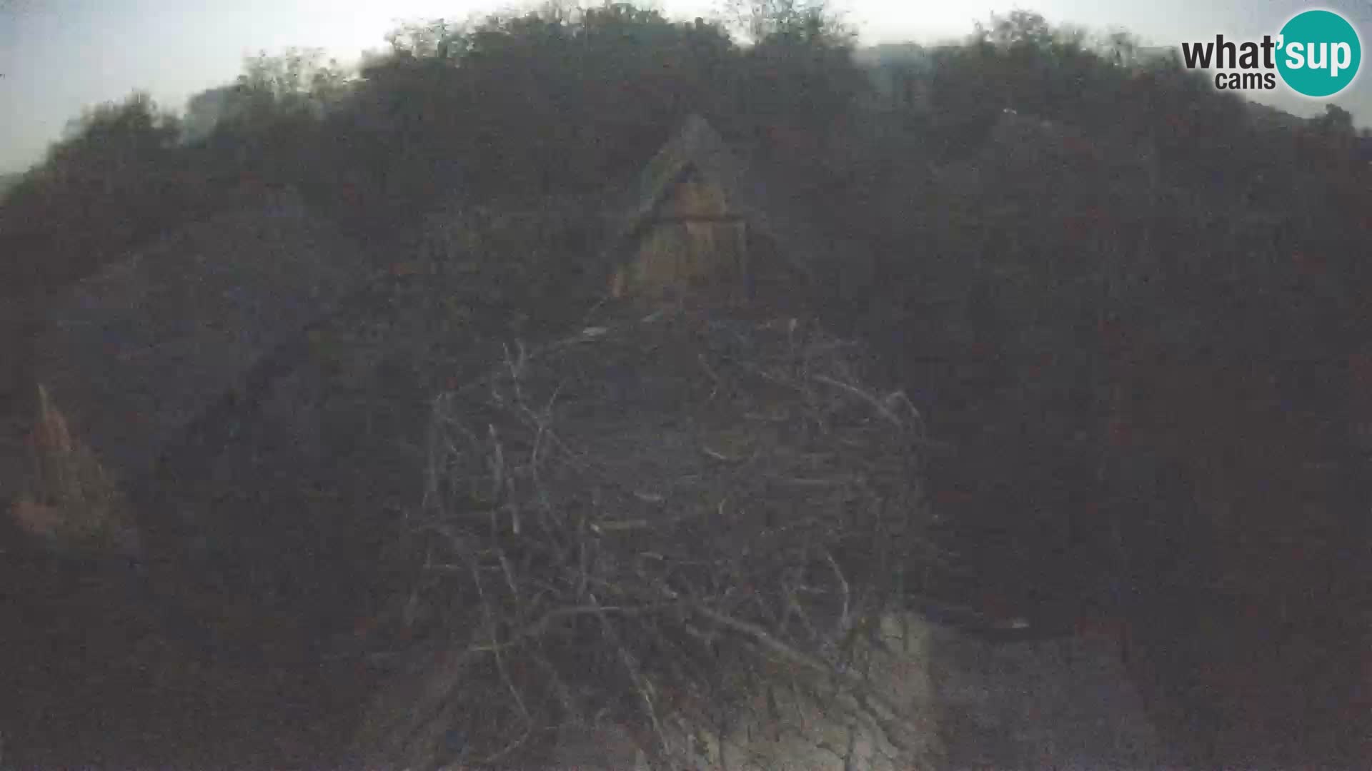 Live webcam European stork village – Lonjsko polje Nature Park