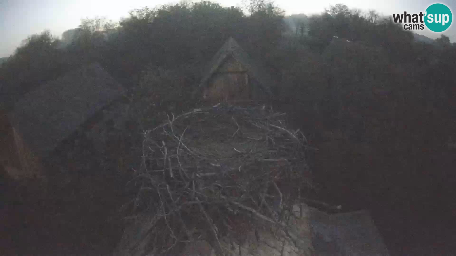 Live webcam European stork village – Lonjsko polje Nature Park