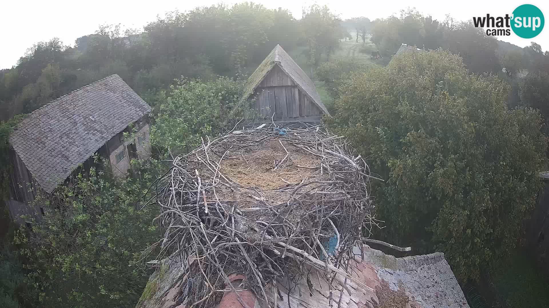 Pueblo europeo de cigüeñas camera en vivo Parque Natural Lonjsko polje