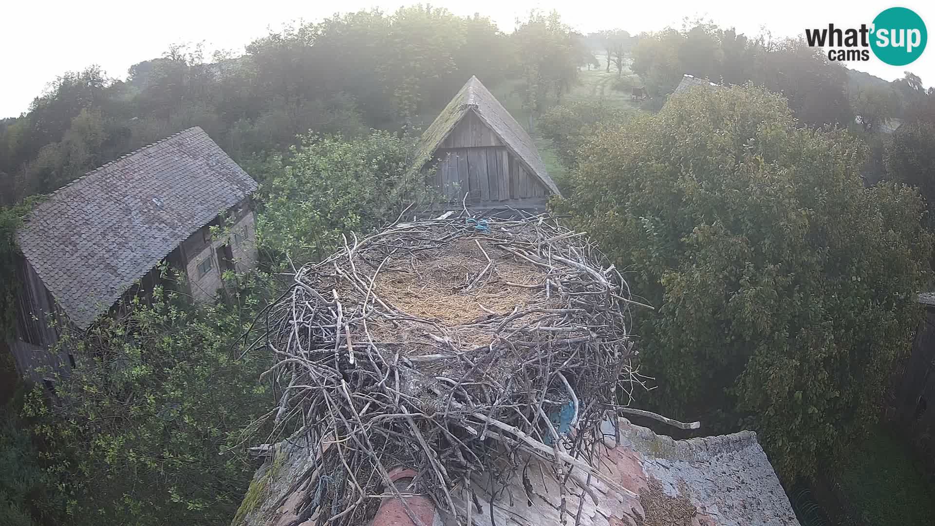 Webcam Europäisches Storchendorf – Naturpark Lonjsko polje