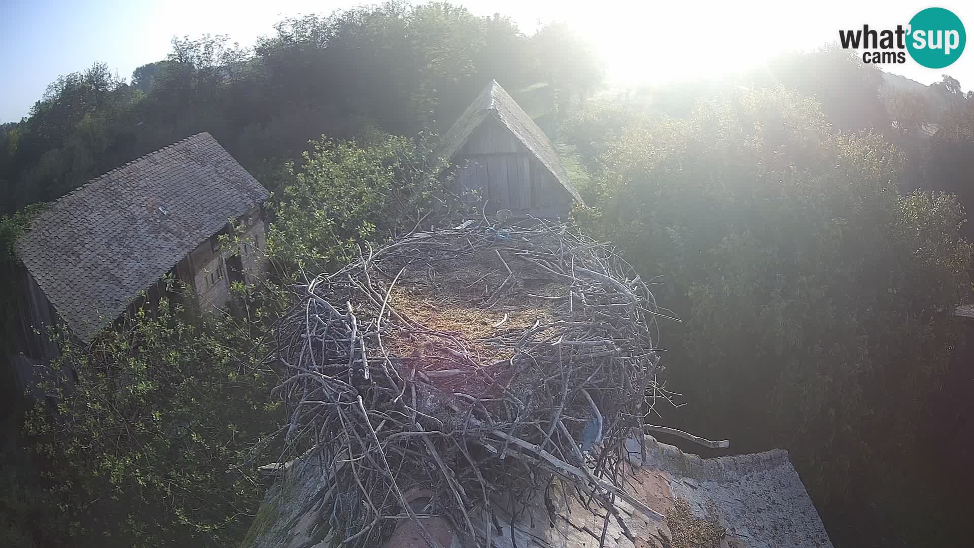 Pueblo europeo de cigüeñas camera en vivo Parque Natural Lonjsko polje