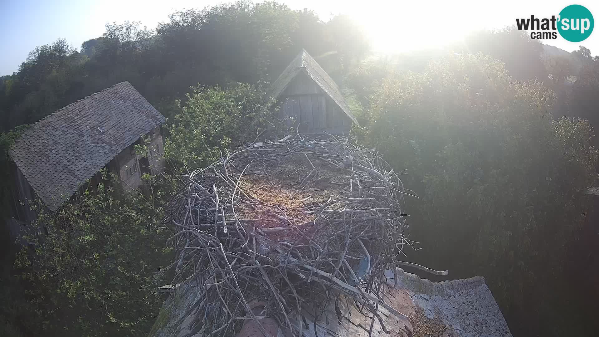 Live webcam European stork village – Lonjsko polje Nature Park