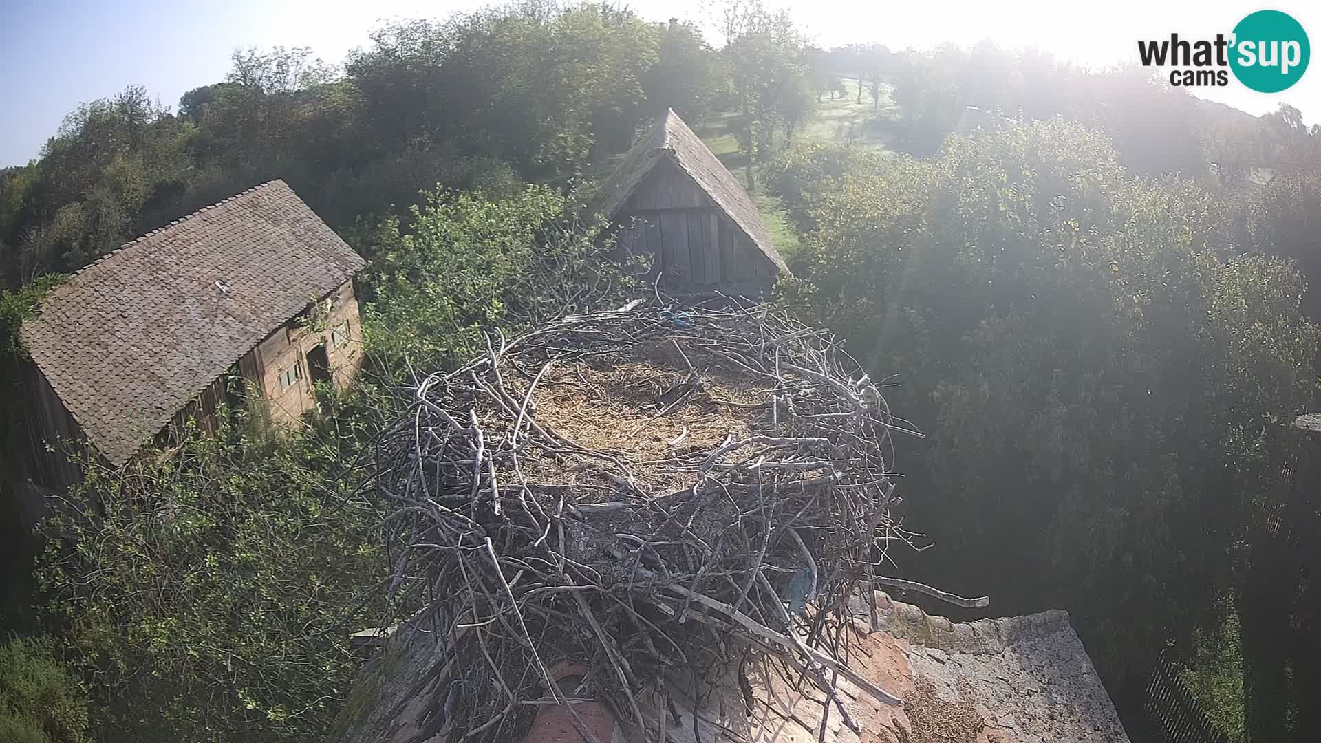 Village européen de cigognes webcam Parc naturel de Lonjsko polje