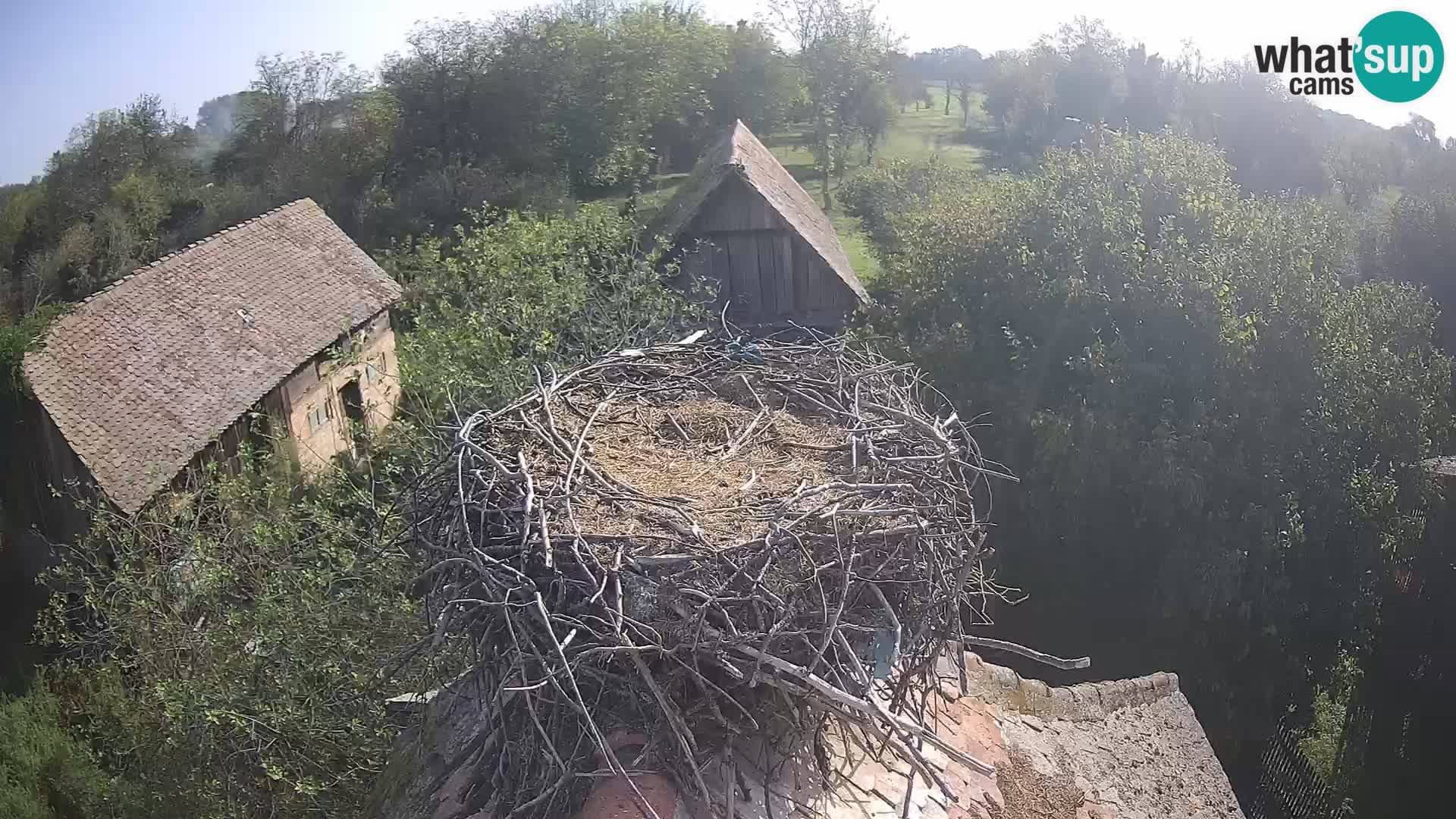 Village européen de cigognes webcam Parc naturel de Lonjsko polje