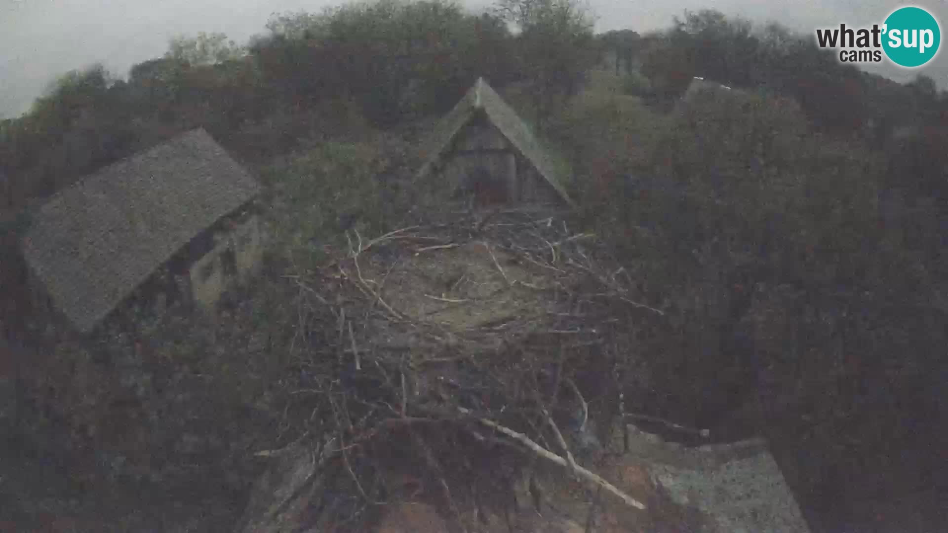 Webcam Europäisches Storchendorf – Naturpark Lonjsko polje