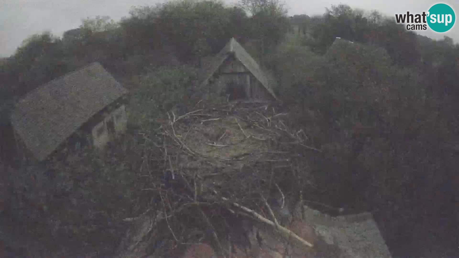 Webcam Europäisches Storchendorf – Naturpark Lonjsko polje