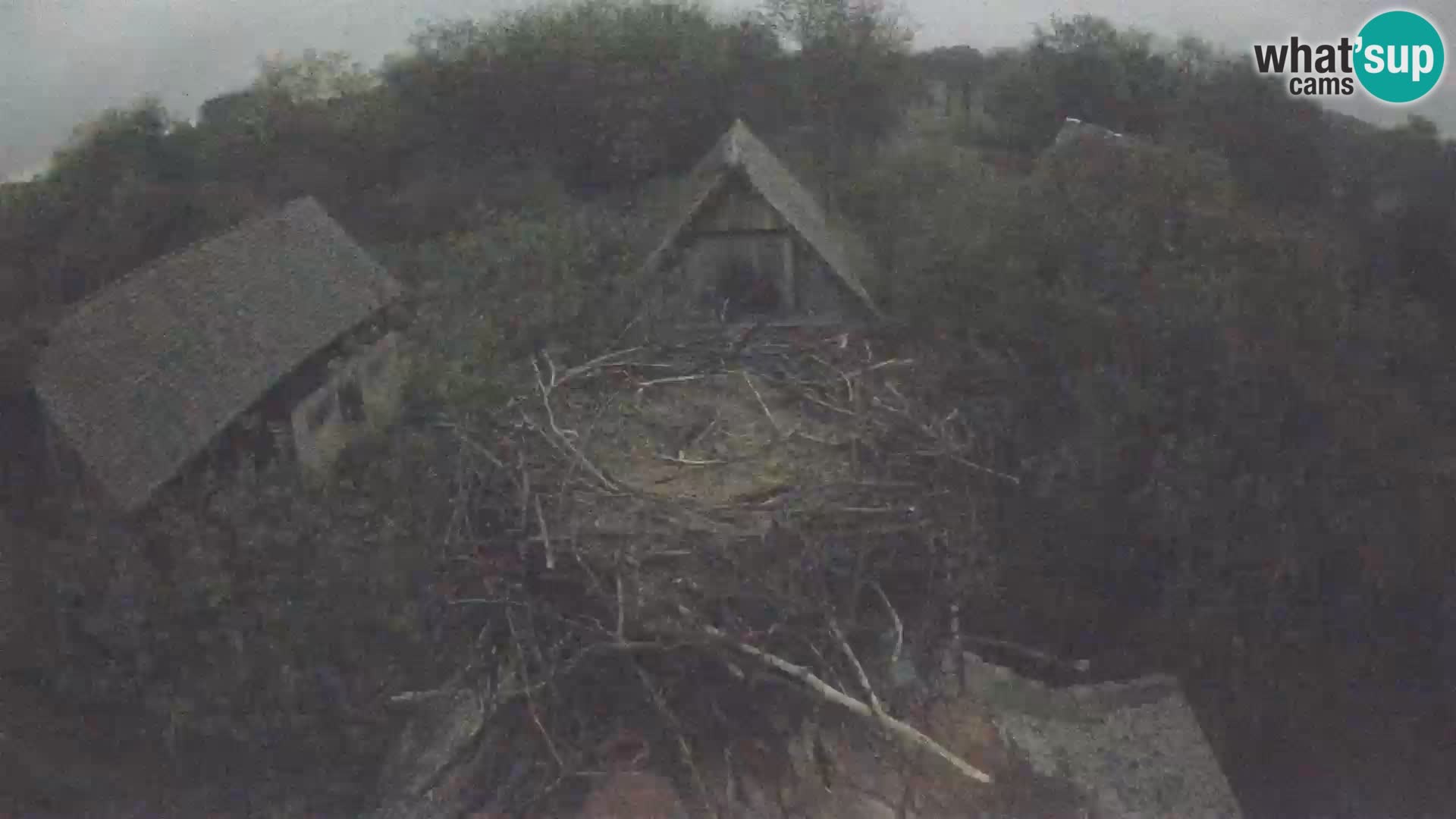 Pueblo europeo de cigüeñas camera en vivo Parque Natural Lonjsko polje